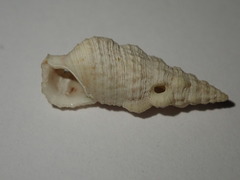 Cerithium eburneum