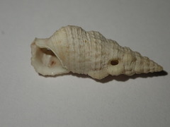 Cerithium eburneum