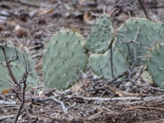Opuntia dulcis