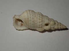 Cerithium eburneum