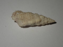 Cerithium eburneum