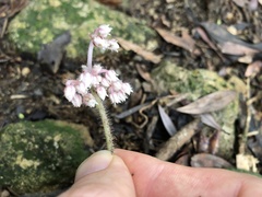 Ardisia primulifolia