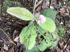 Ardisia primulifolia