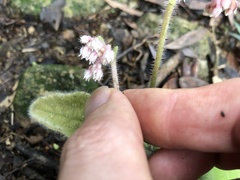 Ardisia primulifolia