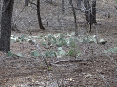 Opuntia dulcis