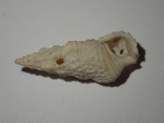 Cerithium eburneum