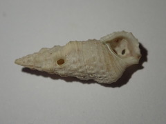 Cerithium eburneum