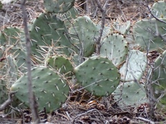 Opuntia dulcis
