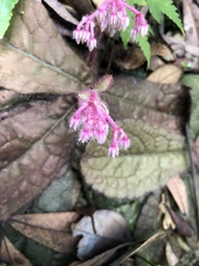 Ardisia primulifolia