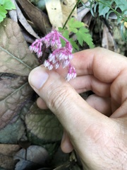 Ardisia primulifolia