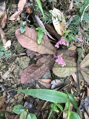 Ardisia primulifolia