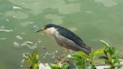 Nycticorax