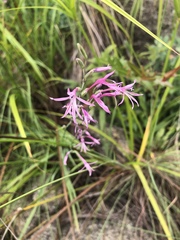 Radinosiphon leptostachya