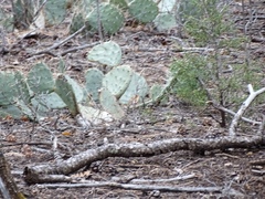 Opuntia dulcis