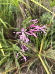 Radinosiphon leptostachya