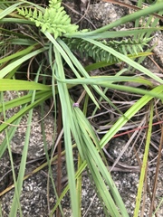 Radinosiphon leptostachya