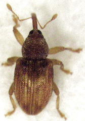 Peristoreus fulvus