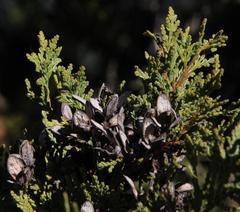Austrocedrus chilensis