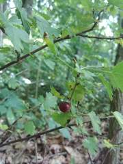 Swamp Gooseberry (Ribes hirtellum)