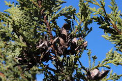 Austrocedrus chilensis