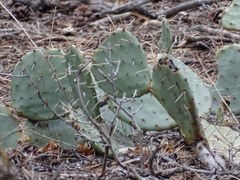 Opuntia dulcis