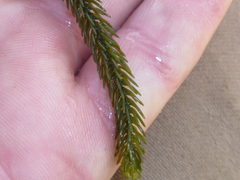 Caulerpa brownii