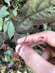 Ardisia primulifolia