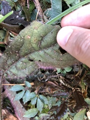 Ardisia primulifolia