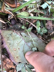 Ardisia primulifolia