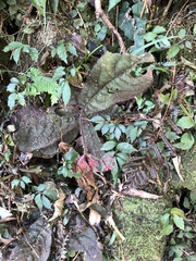 Ardisia primulifolia