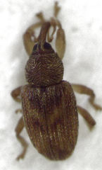 Peristoreus fulvus