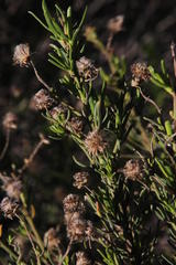 Baccharis linearis