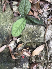 Ardisia primulifolia
