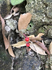 Ardisia primulifolia