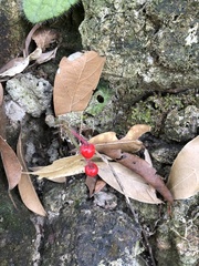 Ardisia primulifolia