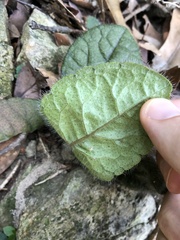Ardisia primulifolia
