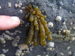 Splachnidium rugosum