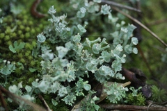 Cladonia rappii