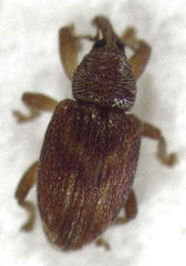 Peristoreus fulvus