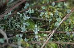 Cladonia rappii