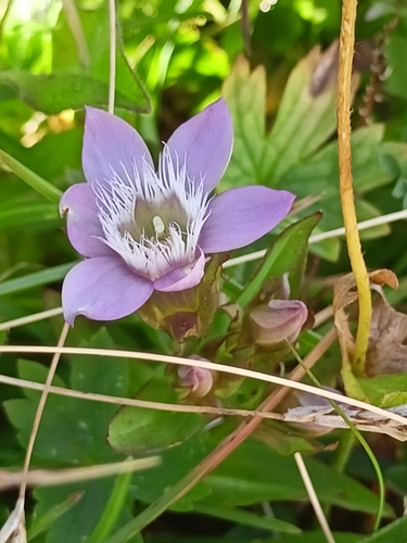 Image of Gentianella germanica by (c) Malte Krömer, some rights reserved (CC BY)