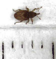 Peristoreus fulvus