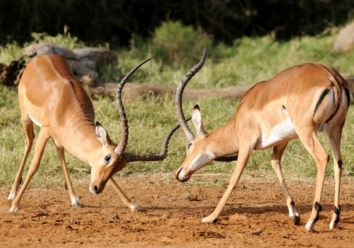 Impala, photo 7 of 10
