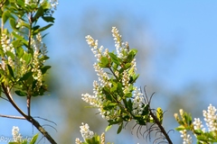 Cliftonia monophylla