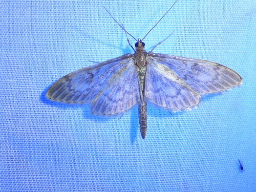 Anania lancealis