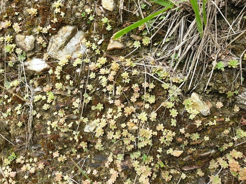 Image of Pink Stonecrop (Sedum cepaea) by (c) Clément Maouche, some rights reserved (CC BY)