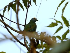 Ptilinopus coronulatus