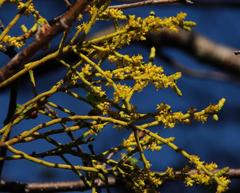 Misodendrum angulatum