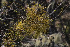 Misodendrum angulatum