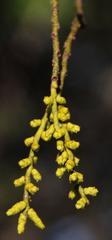 Misodendrum angulatum